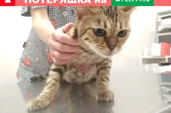 Найдена кошка на Пензенской-Владимирской, Самара