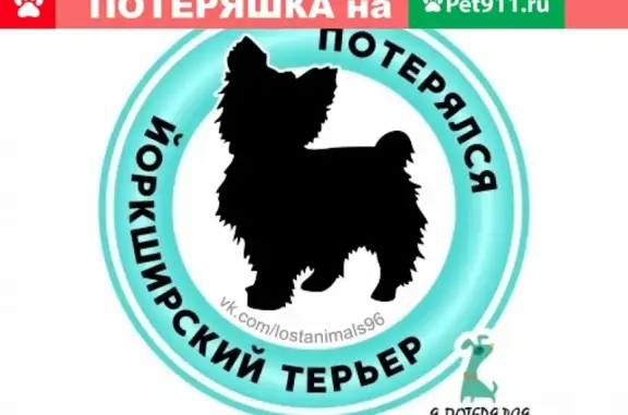 Пропала йоркширский терьер в Екатеринбурге