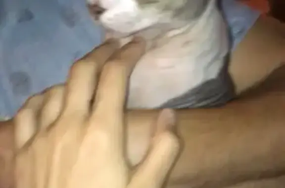 Найдена кошка сфинкс в Краснодаре