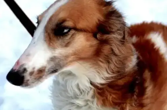 Пропала собака в Ермолино, Нижегородская область