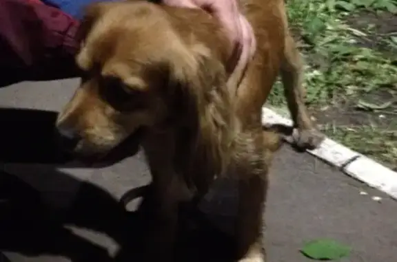 Собака найдена в Ульяновске: https://vk.com/id127985719
