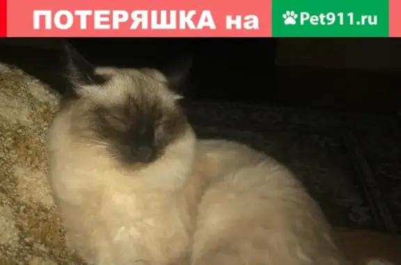 Пропала кошка на Ленина 224 в Сердобске
