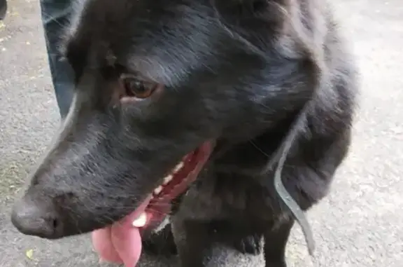 Найдена собака в СПб, Выборгский район на улице Есенина