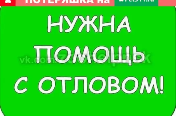 Пропала собака на Восточке, ищем Персика в ошейнике с катетером.