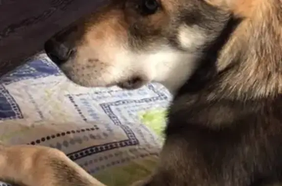 Пропала собака в Ханты-Мансийске с чёрным ошейником