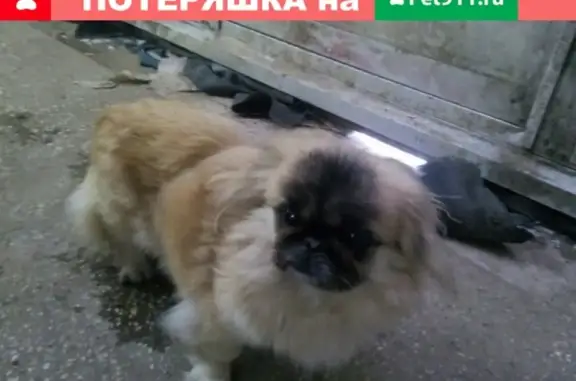 Пропала собака в Белебее, Республика Башкортостан