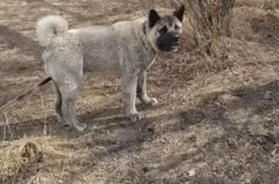 Пропала собака в Солдатском, Улан-Удэ.