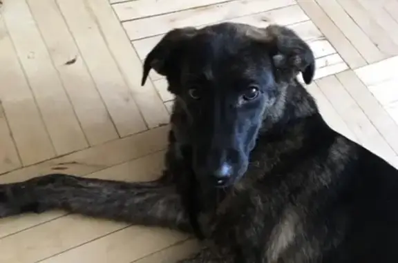 Найдена собака на улице Менделеева, г. Уфа (контактный телефон)