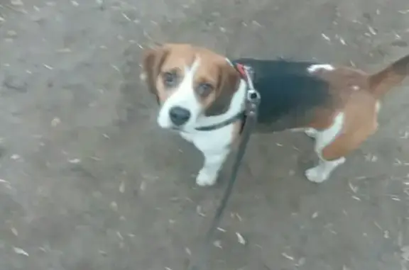 Пропала собака Белс у Авиастара в Ульяновске