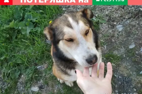 Потерян крупный пёс на границе Кировского и Рудничного р-ов, Кемерово