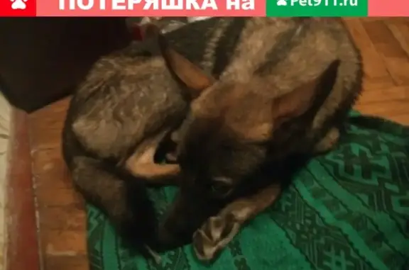 Найден щенок в Петродворцовом районе, звоните Георгию
