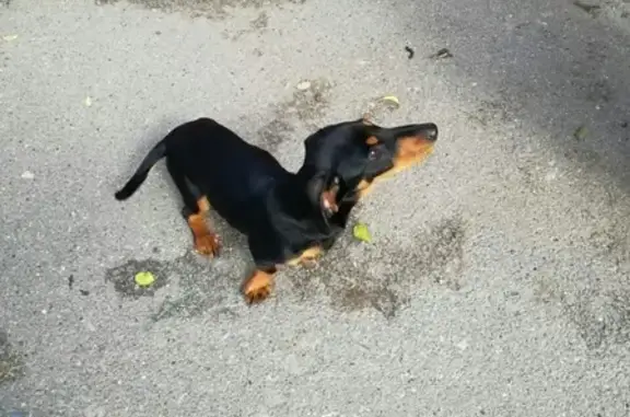 Найден щенок таксы в Таганроге на Автодоровском переулке