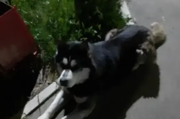 Найдена собака в пос. Васильево с ошейником