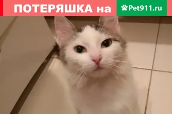 Потеряшка кошка на ул. Фарафоновой, Тверь - 89201590140