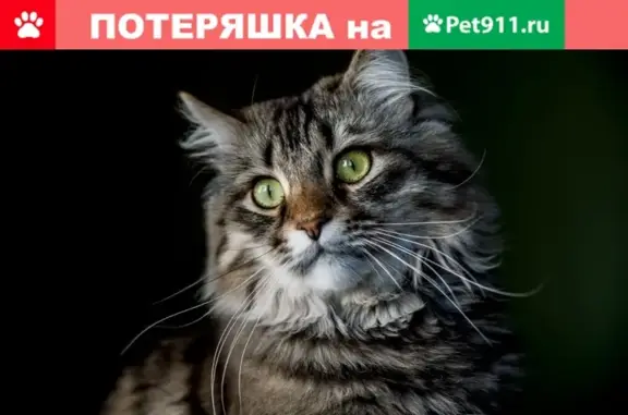 Пропала кошка Кот Басик, БАСС, возраст 6 лет, ул. Приозёрная, 12.