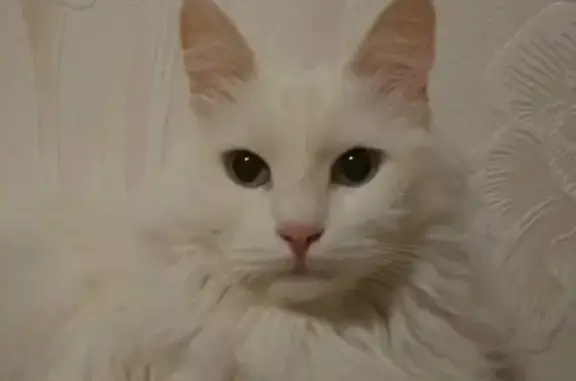 Пропала белая кошка в Таганроге, ул. С. Шило 237