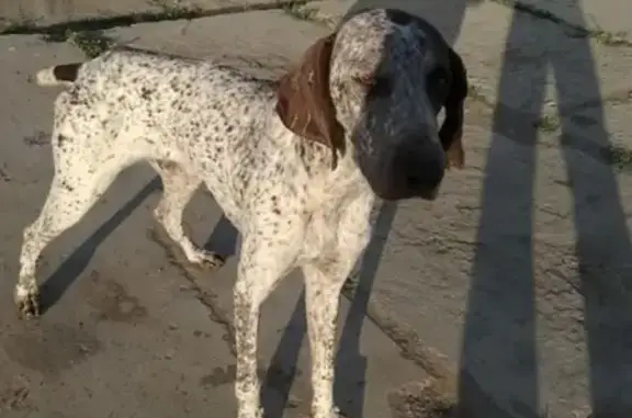 Потеряшка собака найдена в селе Джанай, Красноярский район