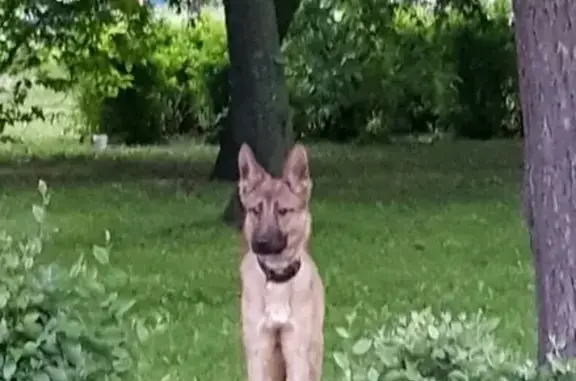 Найдена собака в Выборгском районе, СПб