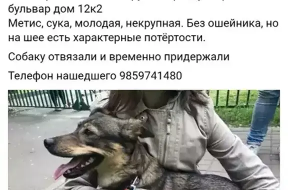 Найдена собака в Царицыно, Ореховый бульвар, дом 12к2