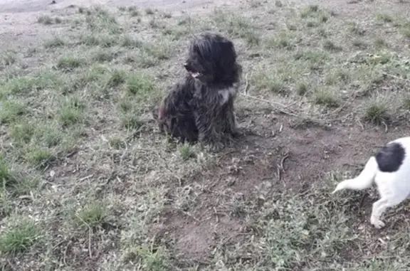 Найдена потеряшка собака в Волгодонске!