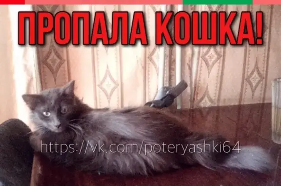 Пропала кошка Мурка в Саратове, район 1го ж/уч - 15го лицея.