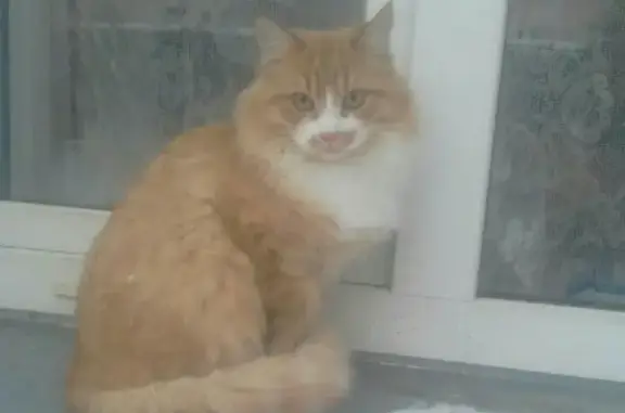 Кошки потеряшки, Киров, фото: Потеряшка кот на ул. Лепсе, Киров