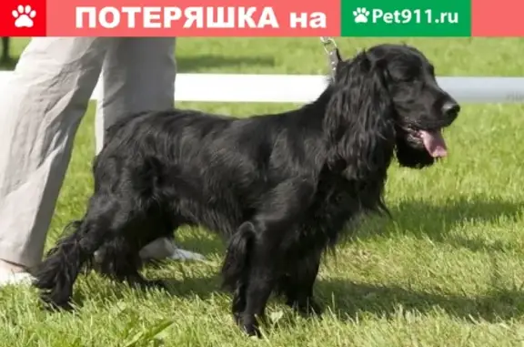 Собаки потеряшки, Ичалки, фото: Потеряшка собака в Ичалках на ул. Карла Маркса