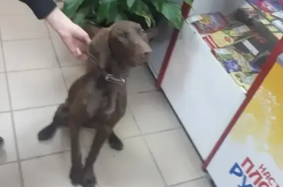 Собака найдена на Красковском шоссе, нужен дом.