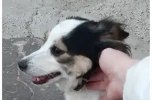 Собака найдена в Дзержинске, район Самохвалова 4А