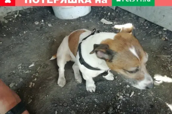 Найдена собака на улице Совхозной