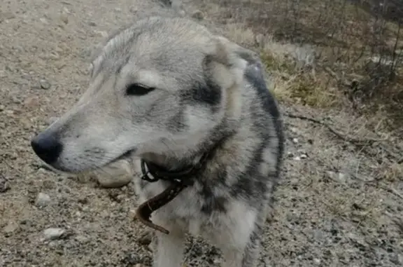 Найдена собака на трассе в Ура-Губе, Мурманск
