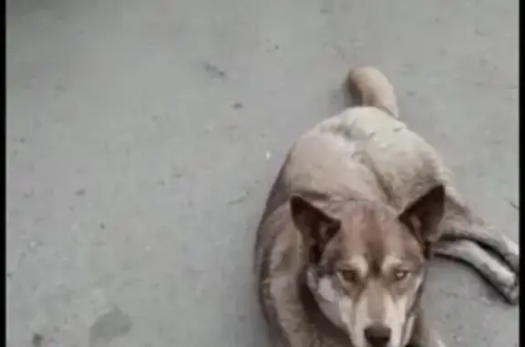 Найдена собака в Ростове-на-Дону, район Каменка!