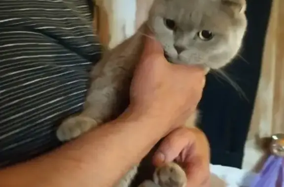 Найдена кошка в деревне Русавкино-Поповщино, Московская область
