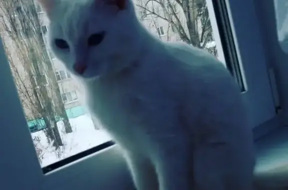 Пропал кот, ул. М. Тереза 1, голубые глаза, белый с красным ошейником, Ульяновская область, Димитровград
