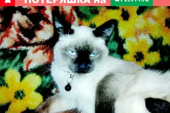 Пропала кошка Масель в Боровичах #Потеряшка_найденыш