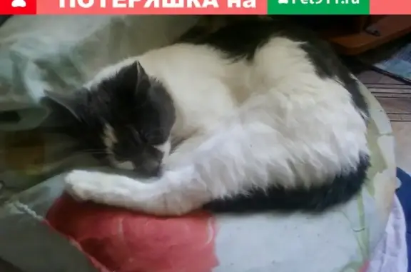 Пропала кошка Соня в Кондопоге, Карелия