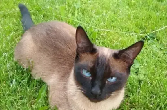 Пропала сиамская кошка в Боровичах #Потеряшка_найденыш