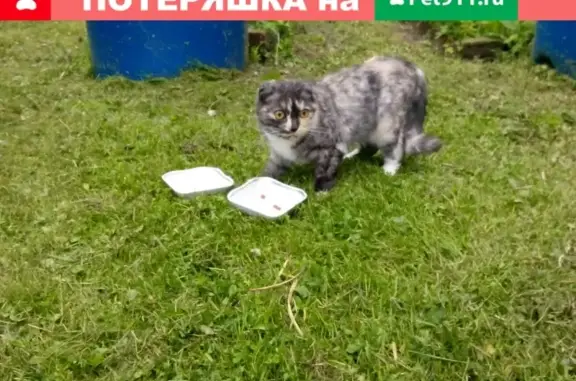 Найдена кошка в Переделкино, Москва