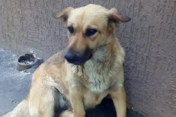 Найдена собака в Ростове на Комсомольской площади