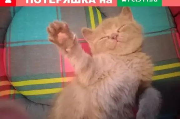Пропала британская кошка на ул. Академика Вавилова, 52Б (Красноярск)