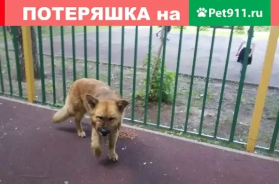 Найденные животные Москва, фото: Найден пес у метро Красногвардейская в Москве