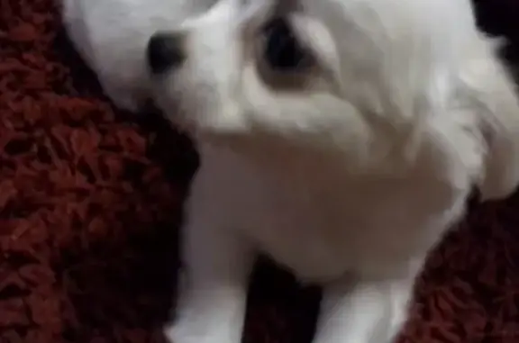 Собаки потеряшки, Нижний Новгород, фото: Потеряшка собака Люся в Н. Новгороде