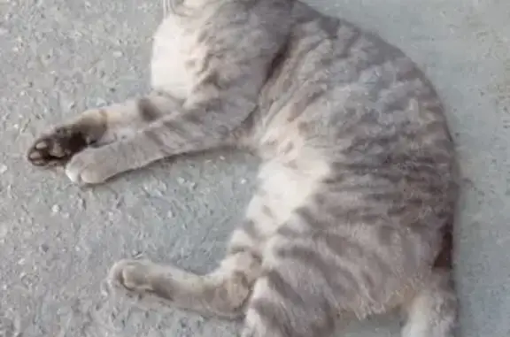 Найден кот на ул. Нижняя Дуброва