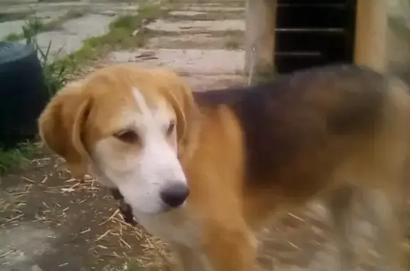 Пропала собака в Твери, Рио, контакты в объявлении.