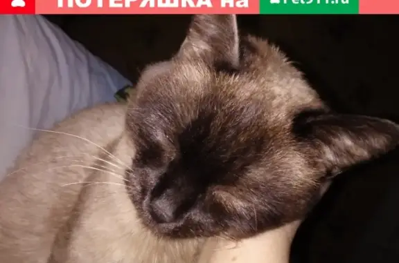 Кошки потеряшки, село Крюково, фото: Потеряшка кошка в селе Крюково, вознаграждение гарантировано!