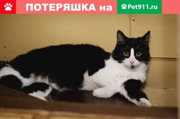 Пропал котик возле станции Перловская, помогите найти!