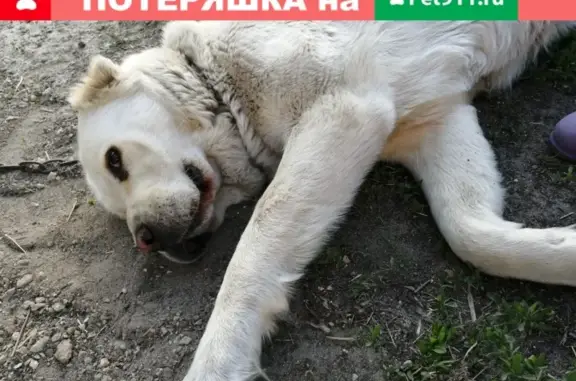 Собаки потеряшки, село Анненково, фото: Потеряшка собака в с. Анненково, Пензенская обл.