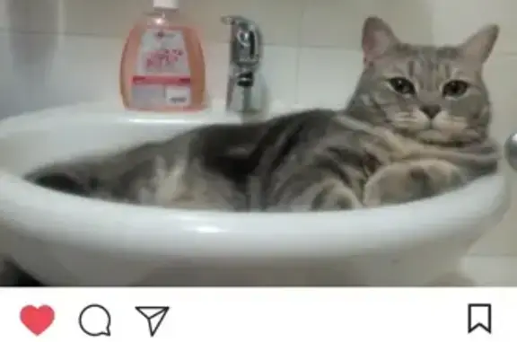 Кошки потеряшки, Владивосток, фото: Потеряшка кошка Космос на улице Кирова, Владивосток