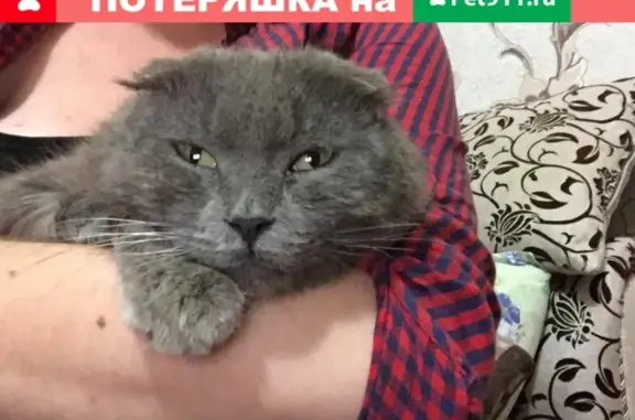 Потеряшка кошка найдена в Горячеводске
