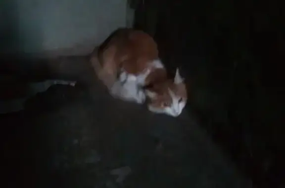 Найдена кошка в Магнитогорске #потеряшка